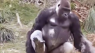 Monkey ???? viral video