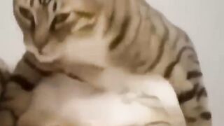 New Funny Videos 2022 ???? Cutest Cats and Dogs ???????? Part22