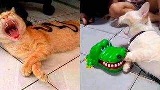 Funny Animal Videos 2023 ???? - Funniest Cats And Dogs Videos ????????