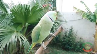 Parrot new video short 2023, new videos parrots