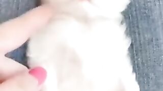 Cute kitten ????