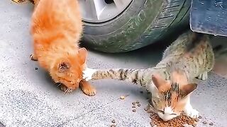 Bagi Dong Oreng Laper Tau ! wkwkw