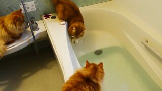 Epic Cats Hate Falling in Water | Funny Video compilation