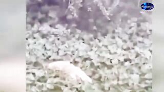 Funniest animals 2022/2023- Funny dogs and cats videos||Funny animals of the worlds.