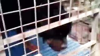 Dangerous dogs