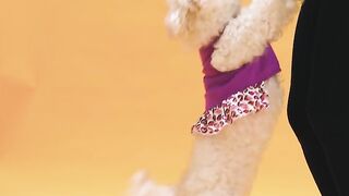 Dog training