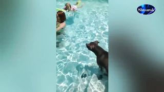 Pit Bull and Kids Compilation.Video 2023