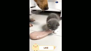 Enemy #1!  A selection of funny cats and dogs for a good mood. Video 2023