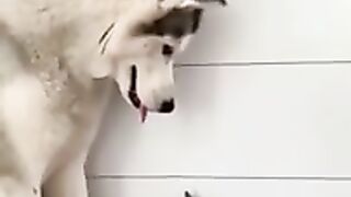 Essayer de ne pas rire