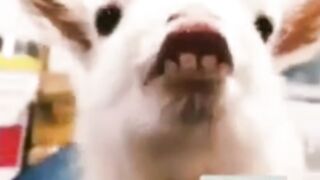Funniest Animals 2023  Funniest Cats and Dogs |Funny Cats|Funny Dogs|Funny Animals