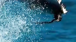 Fish ???? fish ????
