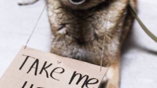 Cute DOG want a something