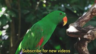 Beautiful parrots