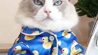 Les chats font de la nourriture 2023 « That Little Puff » Tiktok Compilation