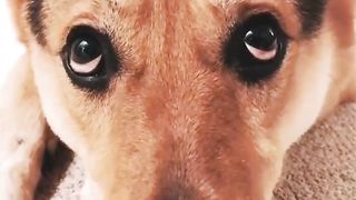 Funniest DOGS on TikTok! ???? Cutest DOGGOS Compilation! ????