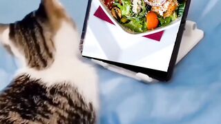 cat looking for food menu funny | kucing sangat lucu banget