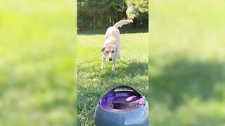 Dogs Videos That Has Million Likes In Tiktok