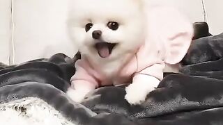 94Cute Dog - #94