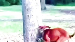 New funny clip # Best funny videos / dog funny video 2023
