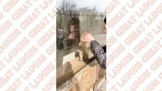 The Funniest Monkeys You'll Ever See!