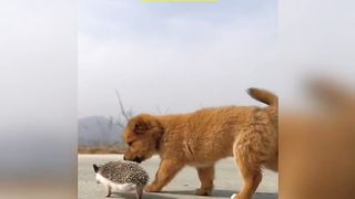 Funny Animal