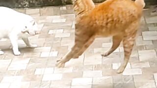 amazing cat jump viral video #cat