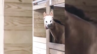 funny videos - funny animals - funny animals videos ???? funniest animals videos ???? 2023 #28