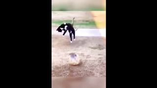 Funny ???? Animals Compilation ???????? Part 5  Drohnen EW 324 abonnés  S'abonner