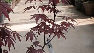 Red maple
