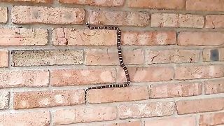 A snake showing off it_s oclimbing skills on a wall.