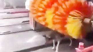 Good boy gets aback scratches.
