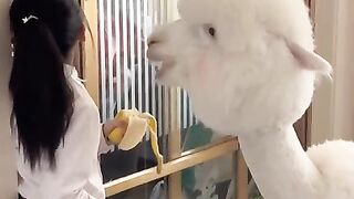 chinese goat video funny | chinese video