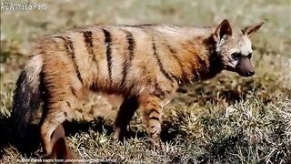 Aardwolf hyena raids termite nests