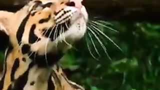 Rare borneo Clouded leopard in  south Asia