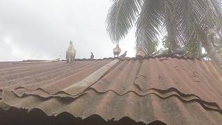 burung merpati cantik terbang di atas atap rumah.