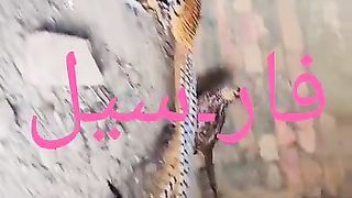 Surkhab birds