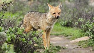 Culpeo fox in the Andes mountains
