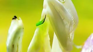 Flower mantis ambush techniques
