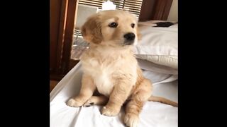 Best cute animals cats and dogs