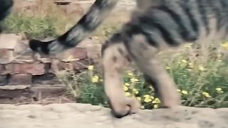 Crazy Funny Cute Cats Viral Clips Best funny Cats shorts Video trending animals