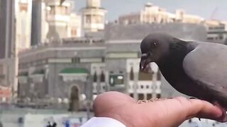 Pigeon of Makkah