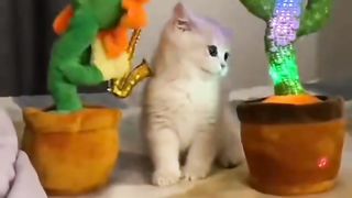 Cat Amazing Funny Video