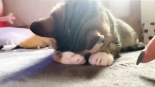 Look soon! Laugh with us - funny cats. Video 2023