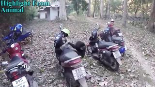 Funny Monkeys