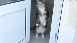 Funny animals |  Adorable cats and dogs 2023