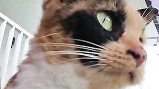 Kucing manis
