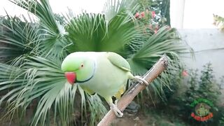 Parrot enjoy rain day video 2023,