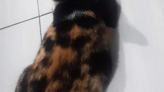 Kucing lucu meong miawww