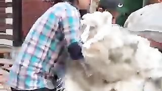 Funny video comedy video