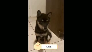 Save!  Help!  Videos of funny dogs and cats for a good mood!  2023